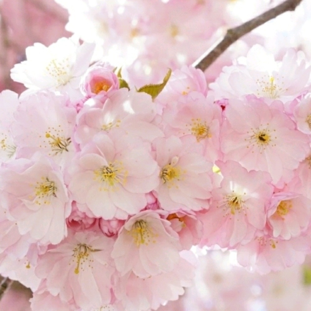 Meet your Posher, Candace